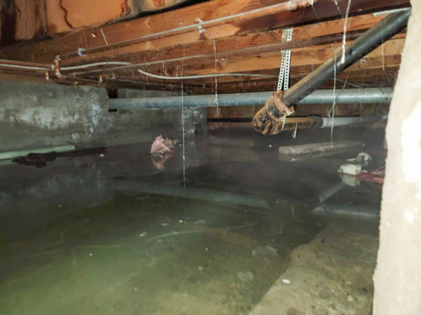 Best Water damage contractors near me  in Jamestown West, NY