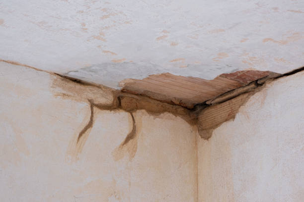 Best Mold removal after water damage  in Jamestown West, NY