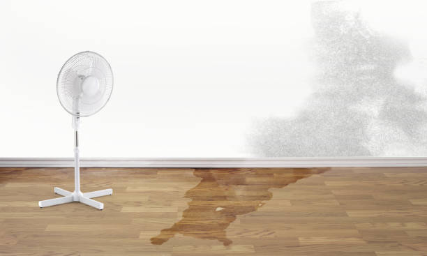Best Professional water damage repair  in Jamestown West, NY
